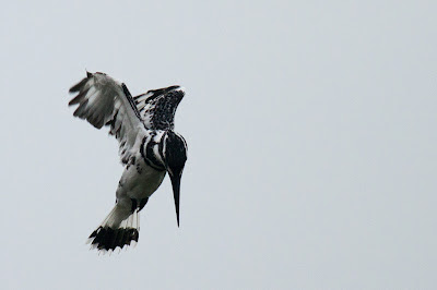 A Pied Kingfisher photographed in Arugam Bay, Sri Lanka