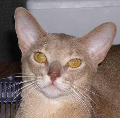 Fawn Abyssinian Cat for sale