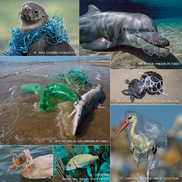 Dampak sampah plastik terhadap hewan di laut