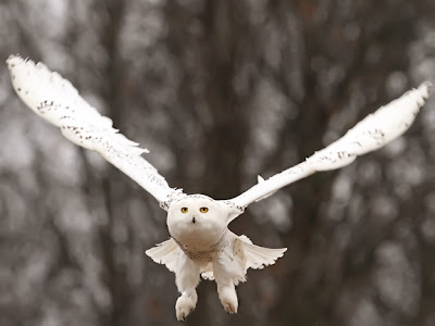 Snowy Owl