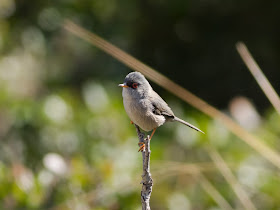 Balearic Warbler - Boquer Valley, Mallorca