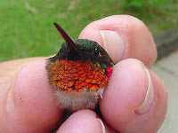 Hummingbirds Pictures