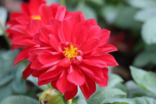 Flowers at Royal Project Doi Inthanon