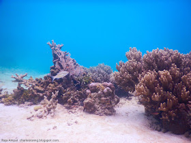 coral reef in south waigeo island