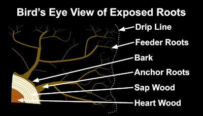 Bird's Eye View of Exposed Root System Diagram