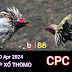 Xem Đá Gà Thomo CPC3 - 30/04/2024 – Trực Tiếp và Tổng Hợp