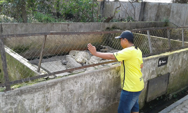 Penangkaran Buaya Asam Kumbang Medan 