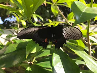 Borboleta Papilio anchisiades