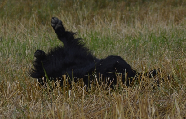 flat coated retriever