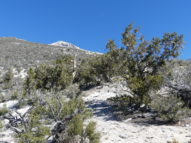 10: bottle brush trees