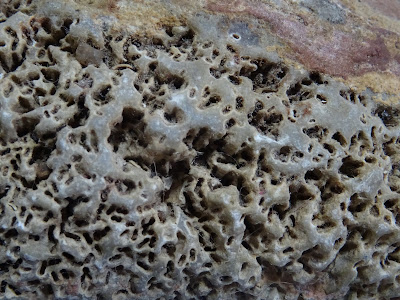 macro of honeycomb erosion in a stone showing the cavities