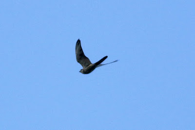 Eurasian Kestrel