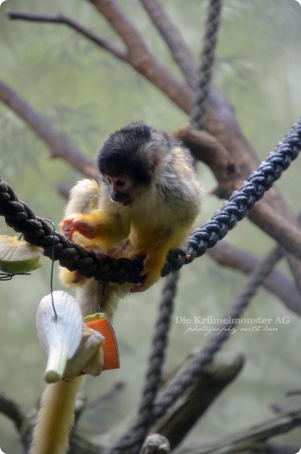 Zoo Frankfurt Totenkopfäffchen 150813