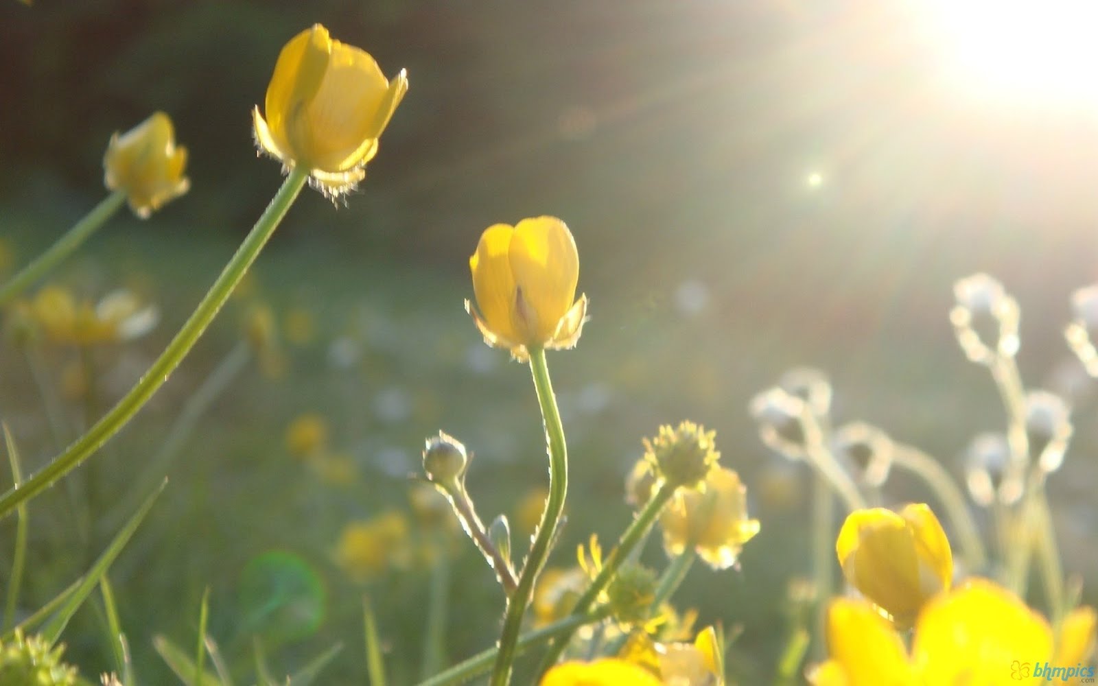 sunlight_in_yellow_flowers 1680x1050