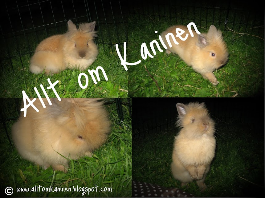 Allt om Kaninen