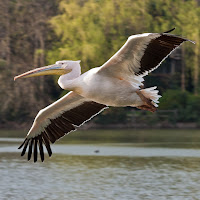 Water Bird Photos