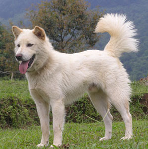 white kintamani dogs