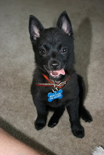 Schipperke Puppy Pictures