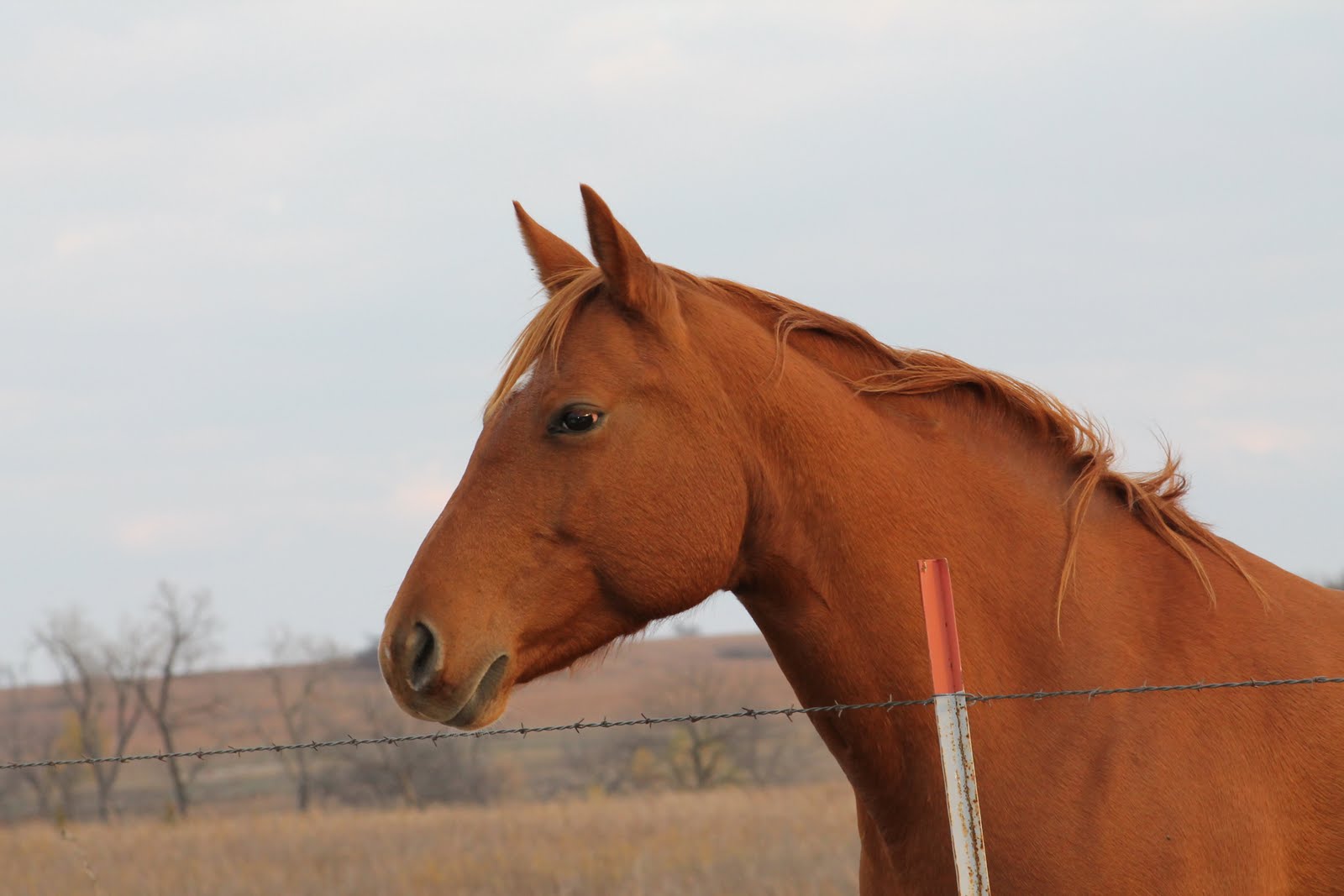 Spiritcreek: My Horse Ginger