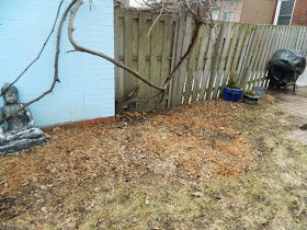 Spring Garden Cleanup After in The Junction by Paul Jung Gardening Services a Toronto Gardening Company