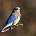 Backyard Birding Time: Yard bird list: 17 species!