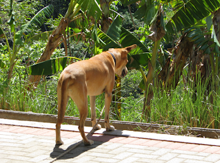 Costa Rica dog on patio