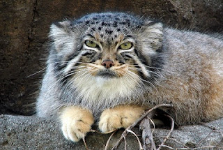 Pallas Cat