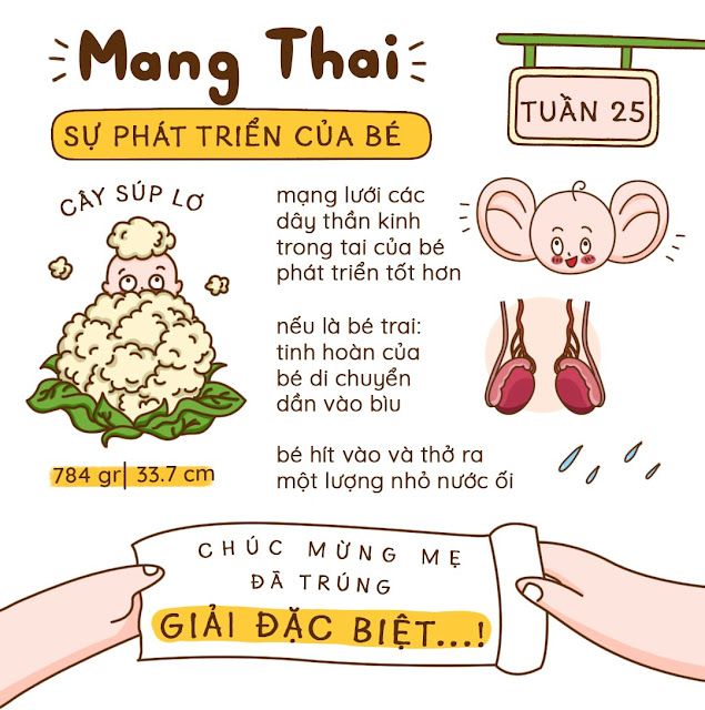 Kiến thức mang thai tuần 25