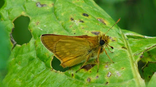 Ochlodes sylvanus male DSC43072