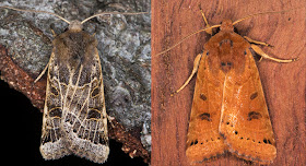 Lunar Underwing, Omphaloscelis lunosa.  Noctuidae.  Hayes, September 2014.