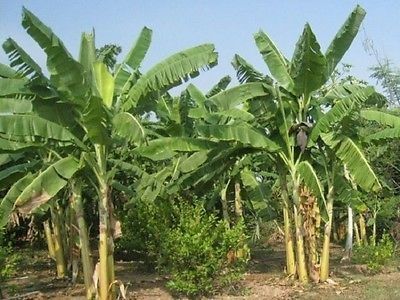 Gambar Pohon Pisang Awak Dan Area Kebunya