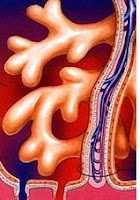 Chorionic Villi Definition, Development, Miscarriage, Histology