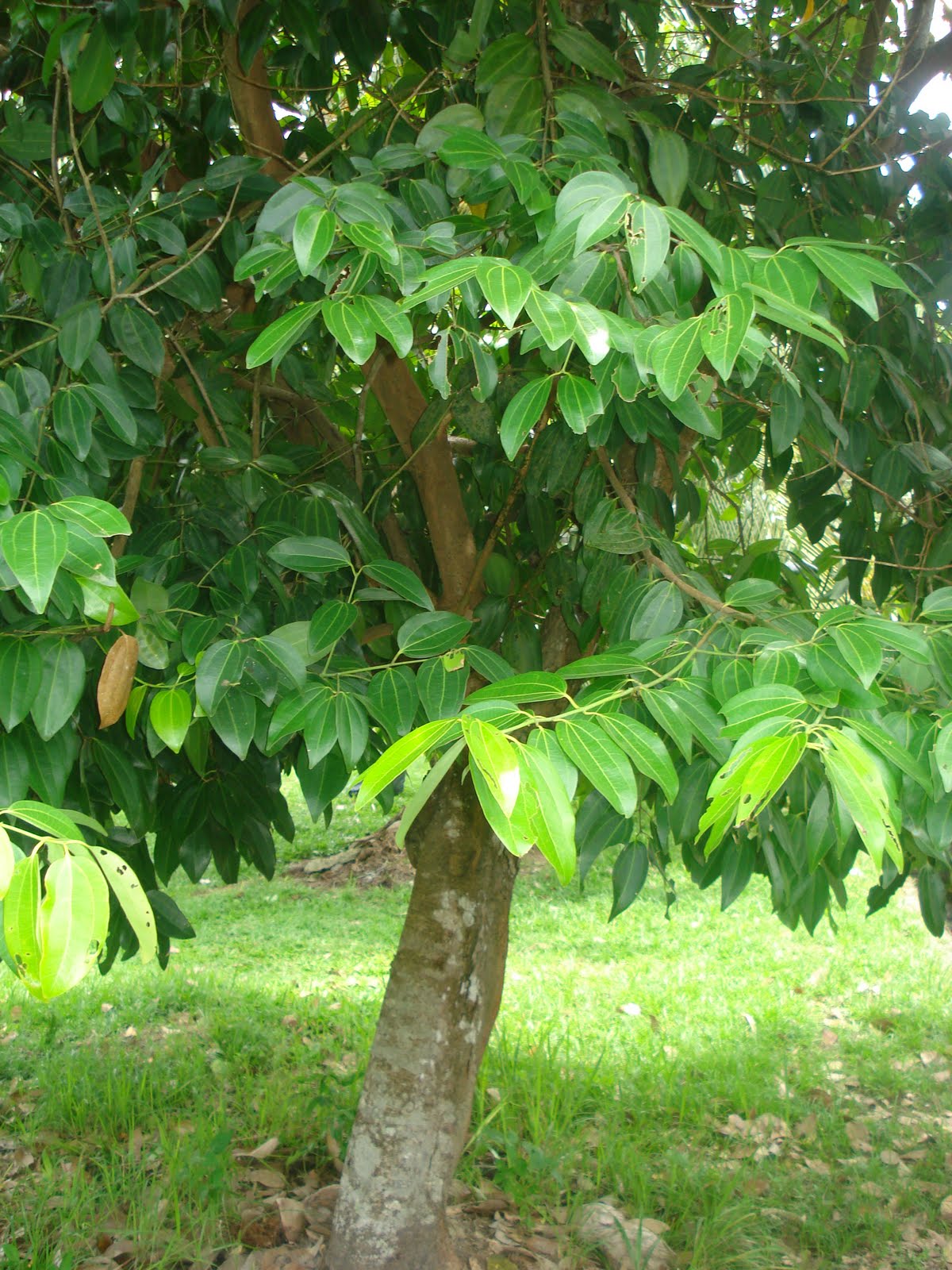 Kembara Minda 7 Pokok Kayu Manis