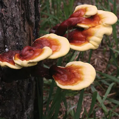 Reishi Mushroom Supplier