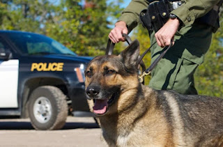 cães treinados para farejar drogas