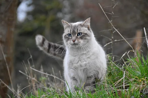 Como domesticar a un gato callejero