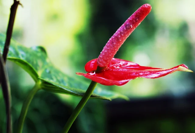 Foto Macro Bunga Yang Indah Dari Desa Kebonharjo, Samigaluh, Kulon Progo