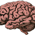 How To Study Brain Functions ?