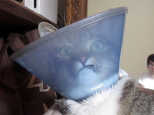 Photos of pets wearing the cone of shame - Sad but so cute - 14