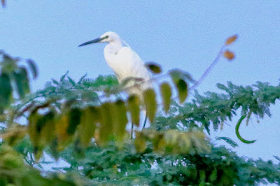 "Little Egret (Egretta garzetta) Small snow-white heron with a thin dark bill, blackish legs, and yellowish feet. Breeding adults have two long wispy head plumes and a spray of white plumes on their lower backs.This photo was taken while perched atop a babul tree."