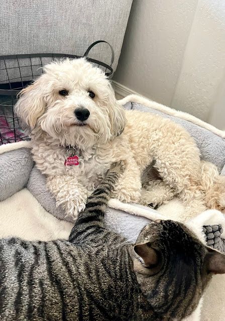 kitkat the cat and snickers the mini sheepadoodle dog