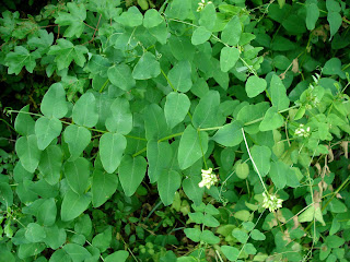 Vicia pisiformis