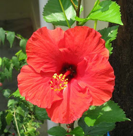 Malaysia's national flower the hibiscus or bunga raya