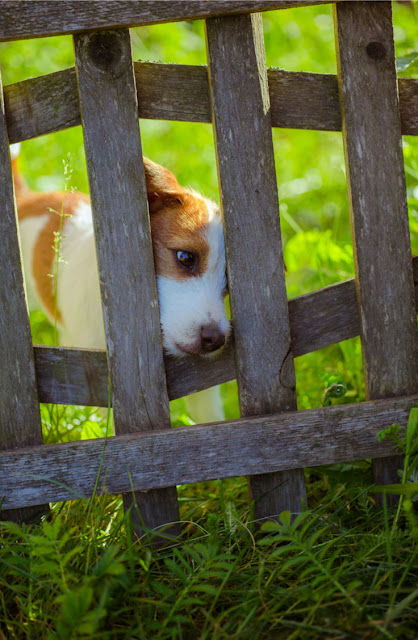 A little dog peers out of a fence - and study shows a physical fence is the best way to confine your dog as more dogs escape from electronic fences