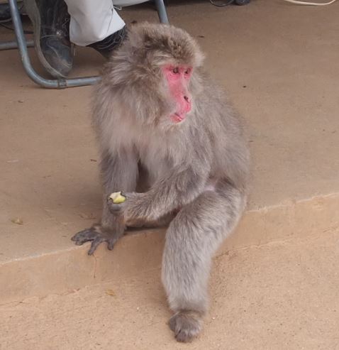 Japanese Macaque Monkey