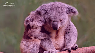 Koala cute Wallpaper HD quality status instagram facebook free download