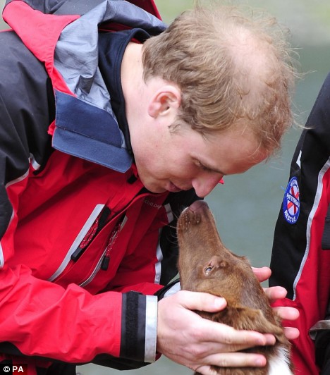 prince william hair loss. prince william hair loss.