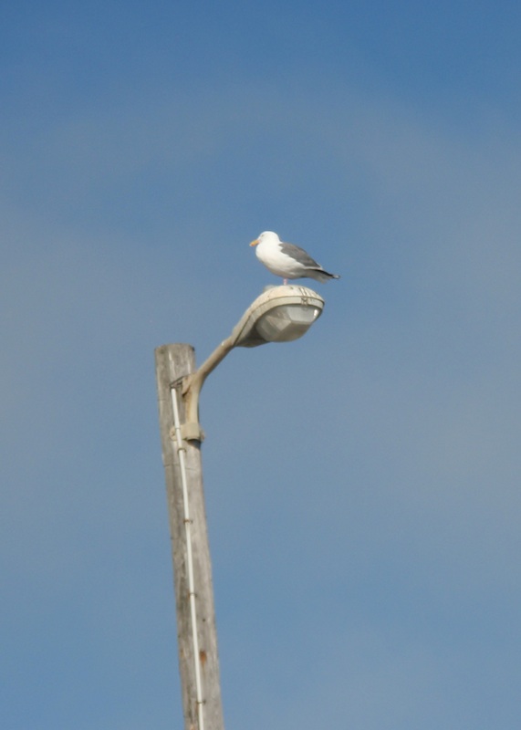 seagull on a streetlight