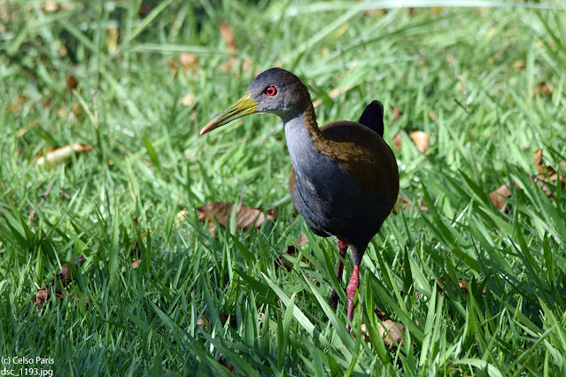 Grey-necked Wood-Rail Aramides cajanea avicenniae  saracura-três-potes Cotara chiricote GPS S 23 31.51580 W 47 28.11670 1-640s F-number                     7.1 Aperture priority ISO 320