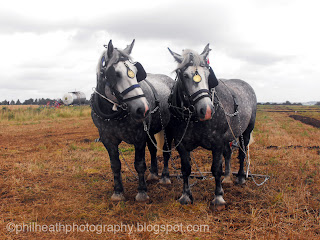 Moorgreen Show, Nottinghamshire - August 2012